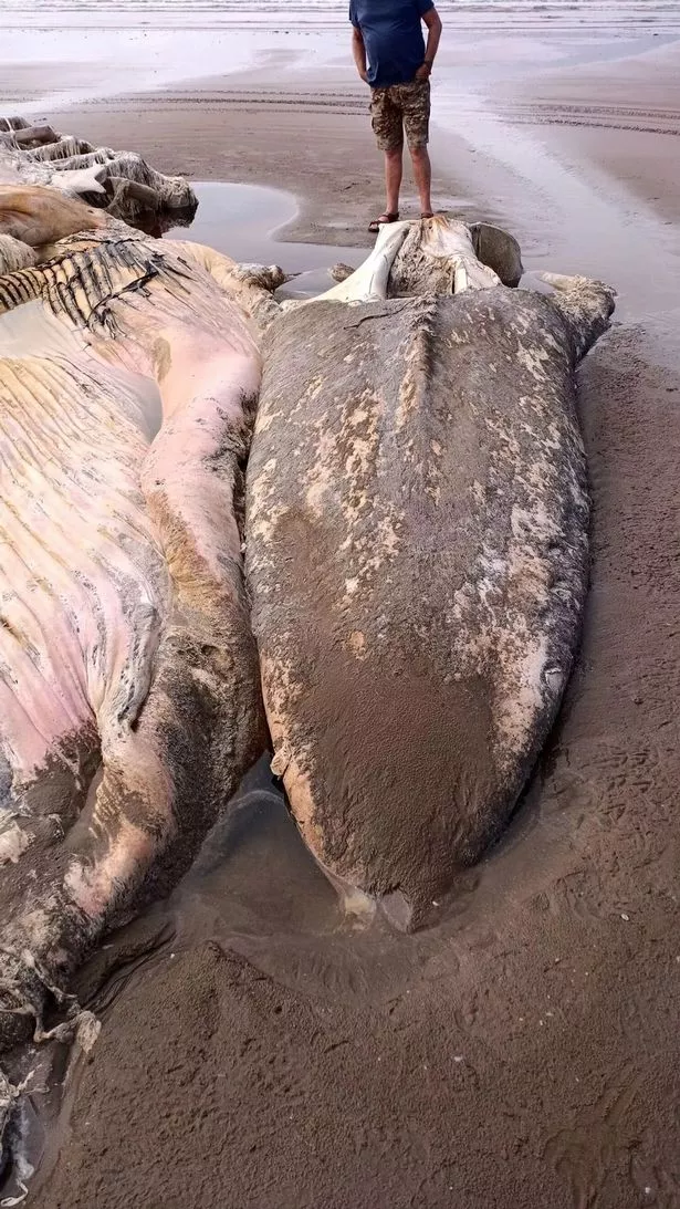 Remains of a fin.