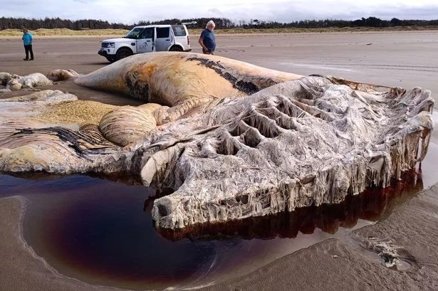 What was left of the whale's enormous head.