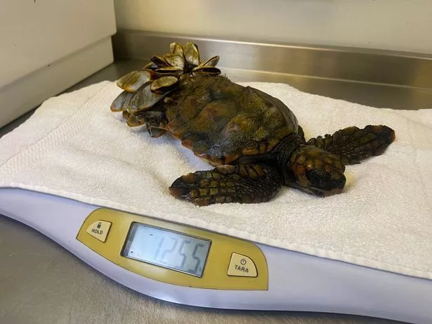Barnacle Bill the turtle is heading home soon