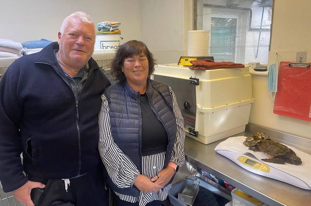 The GSPCA team are now overjoyed she will finally be returning to the wild near the Azores - following two years of delays