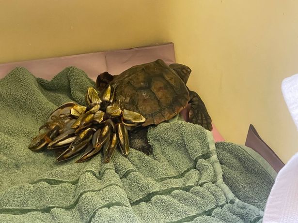 GSPCA manager Steve Byrne said: "To get the news Barnacle Bill is finally on route to warm waters to be released is such amazing news."