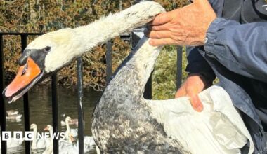 The image shows a swan being held up to the camera, it's white feathers on the front are clearly covered in a thick, black oil. In the background a railing is visible and behind that is a group of swans in the water.