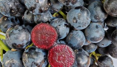 Boombites taste like grapes but have a dark cherry-like centre that is packed with antioxidants, manufacturers say