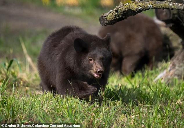 The zoo's animal care team attended to the bears when they first arrived, giving them a tailored diet to encourage rapid growth and energy, while also giving them things to climb on and forage, among other things (pictured: Ursula)