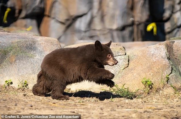 Prior to making Ohio their home, the bears were found in Montana. The sisters weighed just 12 pounds when they were taken into professional care following their mother's euthanasia. The older bear had been deemed a 'nuisance' and a public safety threat (pictured: Yzma)