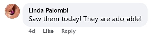 'I would literally die for these bears,' one Facebook user said