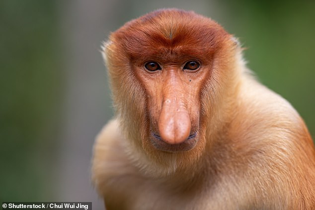 The animals are instantly recognisable for their long, fleshy, nose ¿ which is especially prominent in males