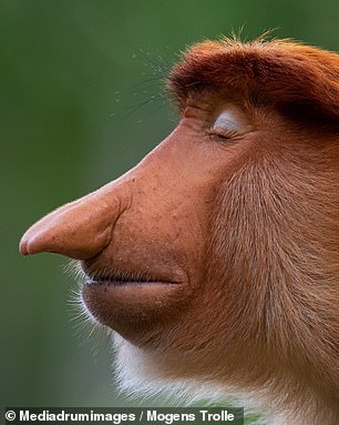 This proboscis monkey has a relatively small nose compared to other, older males