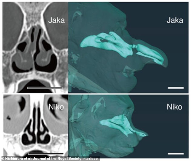 As part of the study, the team compared the CT scans of an adult male proboscis monkey, named Jaka, to a juvenile called Niko