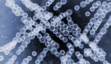 Drug-resistant fungus is spreading ‘rapidly’ in European hospitals, EU health agency warns