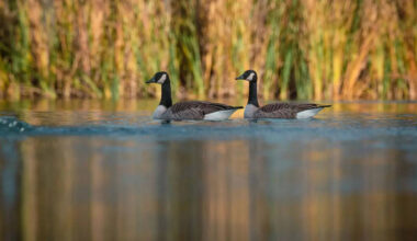 Canada’s 10 most iconic animals- Find out which ones are endangered!