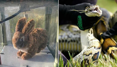 With the Python Challenge Over, Florida Turns to Robotic Rabbits to Stop Invasive Snakes