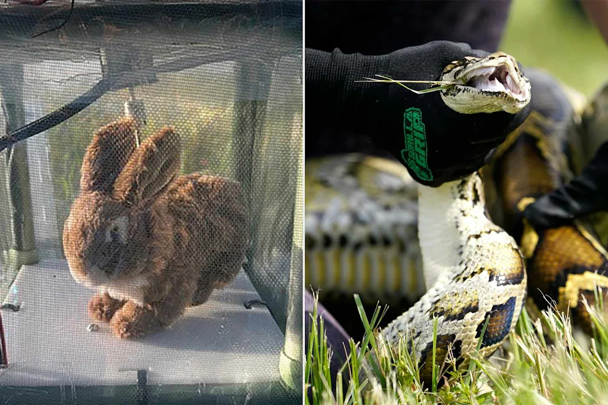 With the Python Challenge Over, Florida Turns to Robotic Rabbits to Stop Invasive Snakes