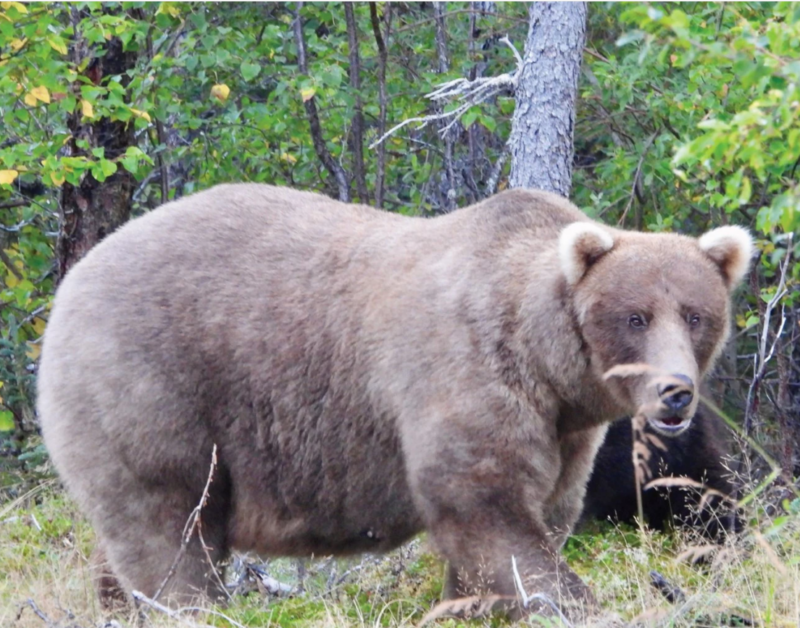 A hefty brownish colored bear with trees around it.