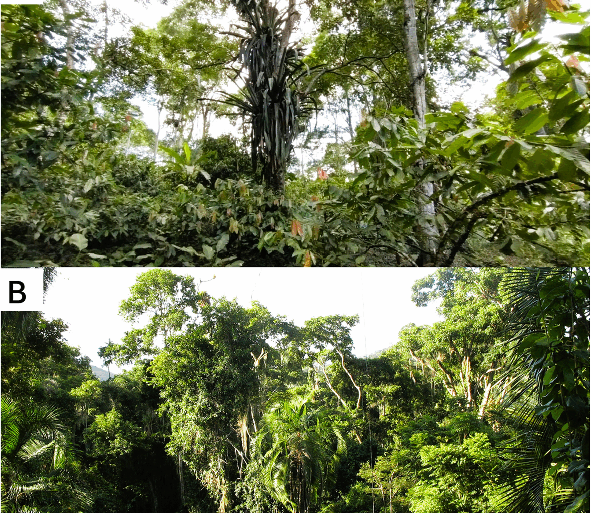 The role of Cacao agroforests in the genetic conservation of Cariniana legalis, an emblematic species of the atlantic forest | BMC Ecology and Evolution