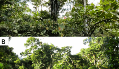 The role of Cacao agroforests in the genetic conservation of Cariniana legalis, an emblematic species of the atlantic forest | BMC Ecology and Evolution