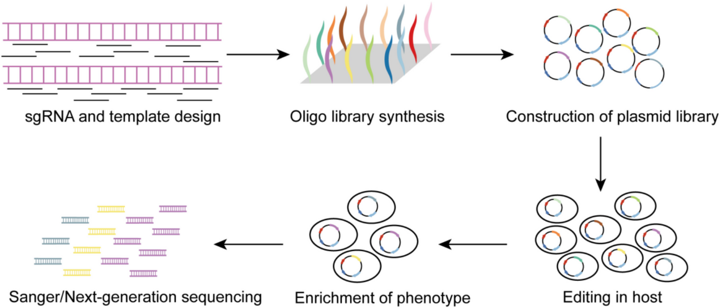 Fueling chromosomal gene diversification and artificial evolution with CRISPR | Genome Biology