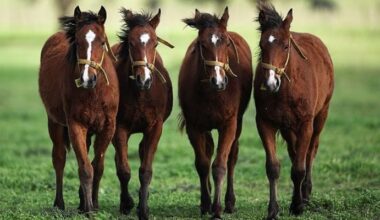 World’s first gene-edited horses unveiled in Argentina