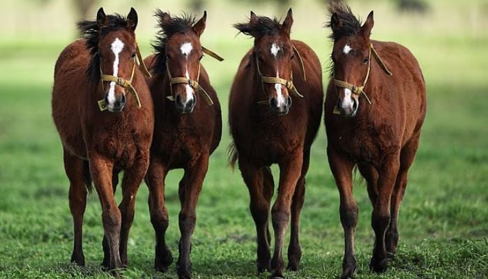 World’s first gene-edited horses unveiled in Argentina