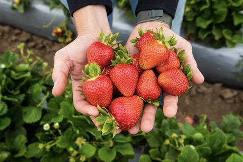 Plant Sciences Genetics strawberries in hand