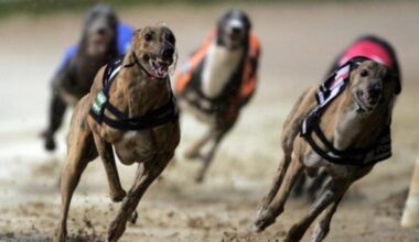 Scottish Government to support Bill to end greyhound racing