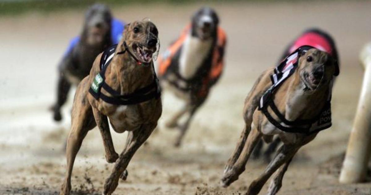 Scottish Government to support Bill to end greyhound racing