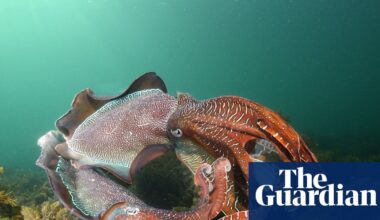 Bubble shield deployed in ocean to protect giant cuttlefish from deadly SA algal bloom | Environment