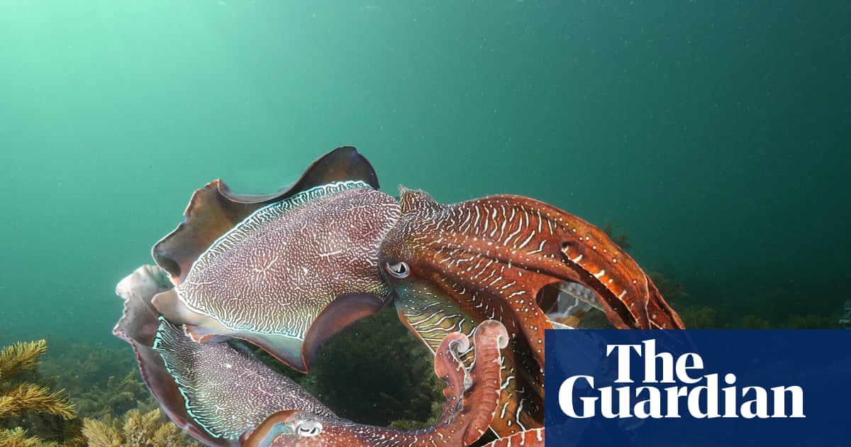 Bubble shield deployed in ocean to protect giant cuttlefish from deadly SA algal bloom | Environment
