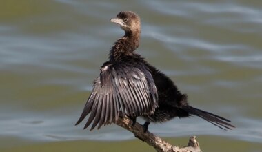 Pygmy Cormorant expands range with likely first breeding in France