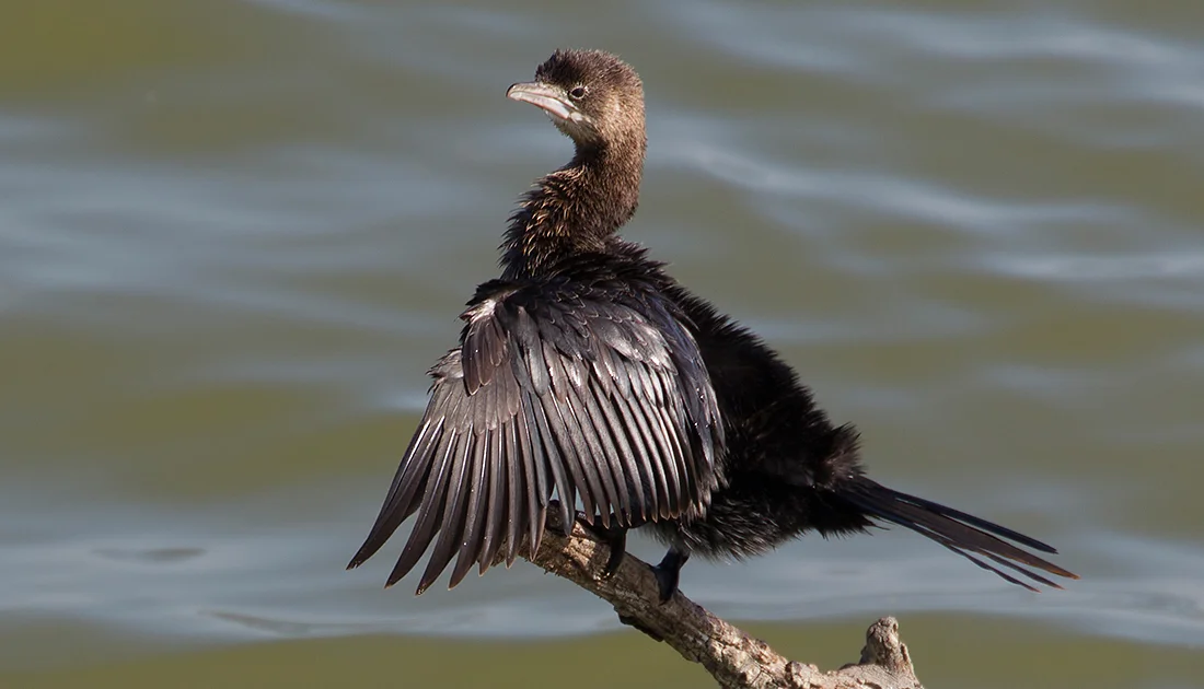 Pygmy Cormorant expands range with likely first breeding in France