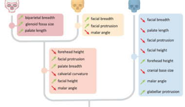 Genetic tools identify lost human relatives from fossil records