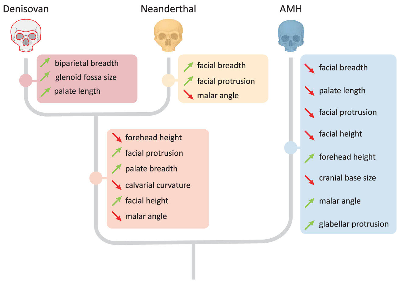 Genetic tools identify lost human relatives from fossil records