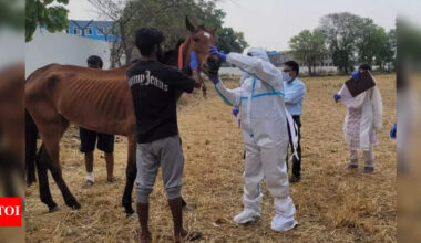 FIR in Jabalpur after 19 race horses from H’bad die in MP | Bhopal News