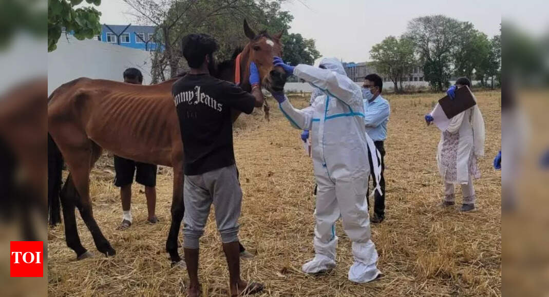 FIR in Jabalpur after 19 race horses from H’bad die in MP | Bhopal News