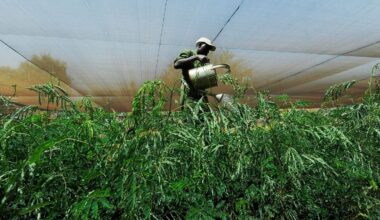 EU Return To International Carbon Credits Could Boost Climate Finance