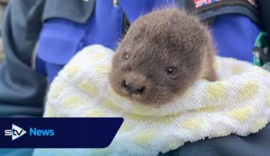 Otter cub found abandoned in Shetland garden rescued by wildlife sanctuary