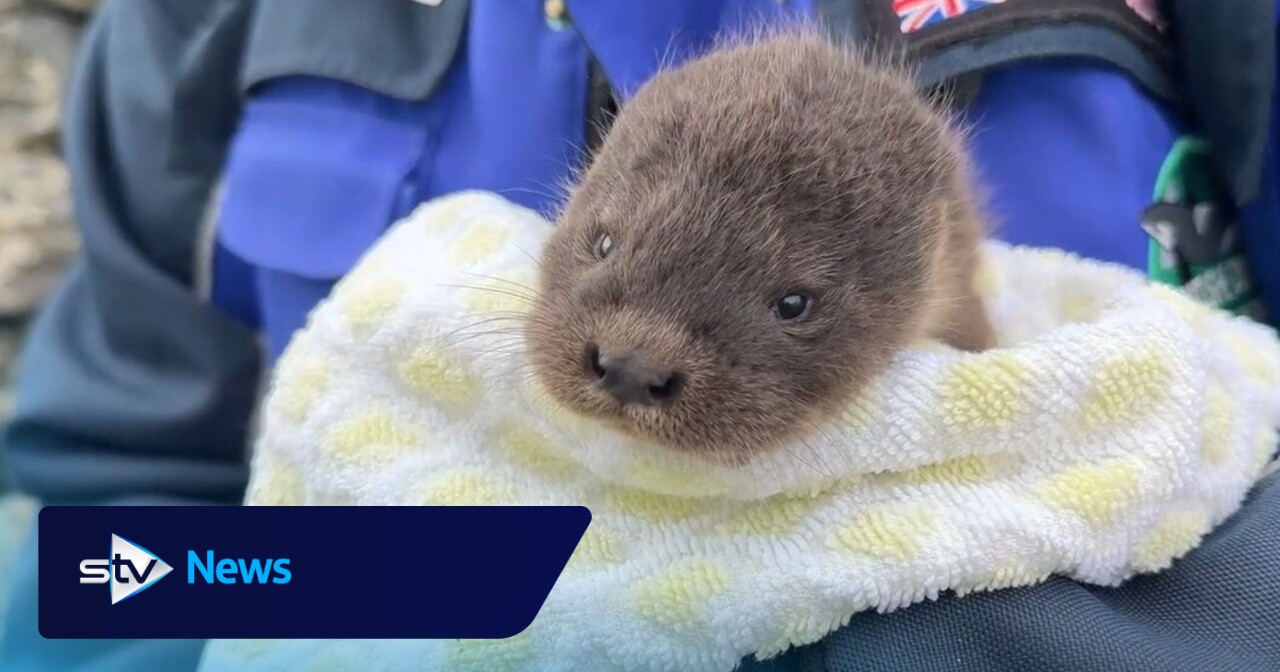Otter cub found abandoned in Shetland garden rescued by wildlife sanctuary