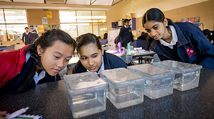 BioEYES program using Zebrafish to teach genetics expands to regional Victoria