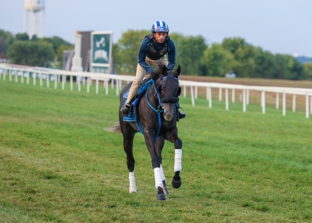 Ascot prepares Shisospicy for KY Downs’ Music City