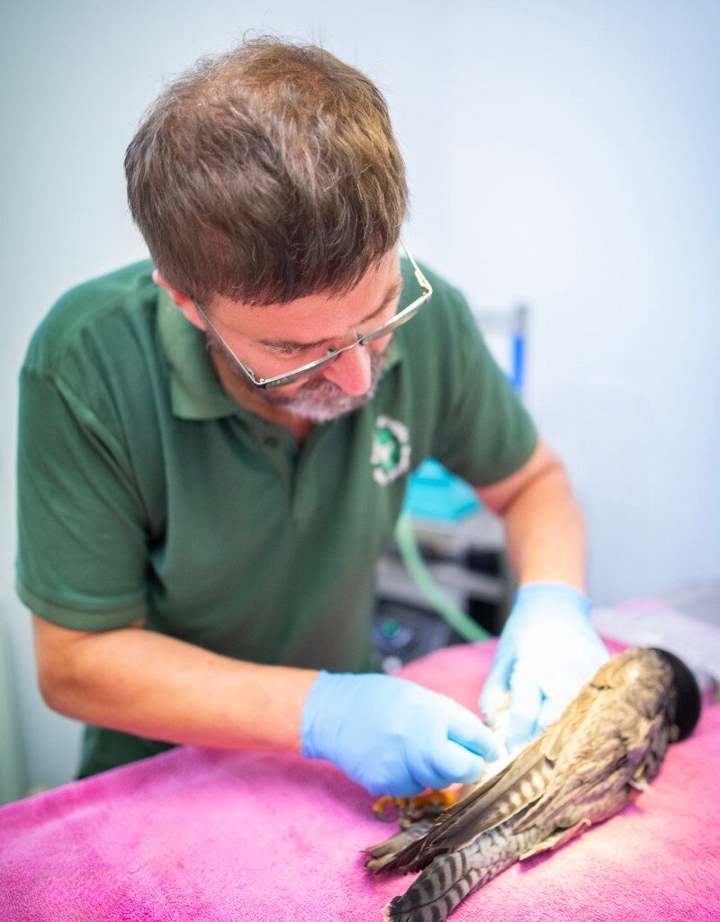 Peregrine from Charing Cross Hospital found with shotgun pellet in leg – Raptor Persecution UK