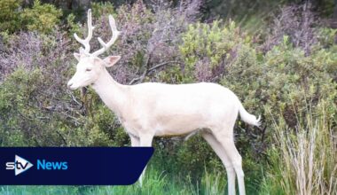 Rare white deer stuns visitors at Scottish beauty spot 
