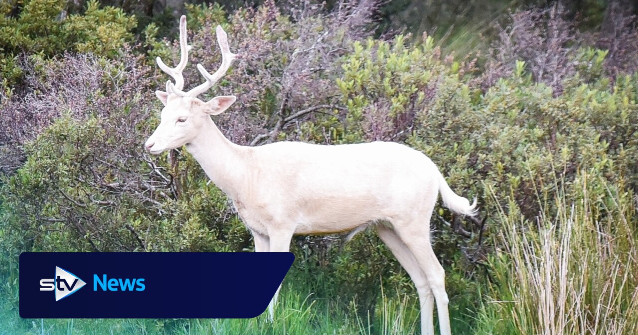 Rare white deer stuns visitors at Scottish beauty spot 