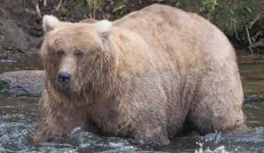 Fat Bear Week is coming – and the competition will be chunky