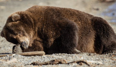 Fat Bear Week competition set to return this month - The Independent