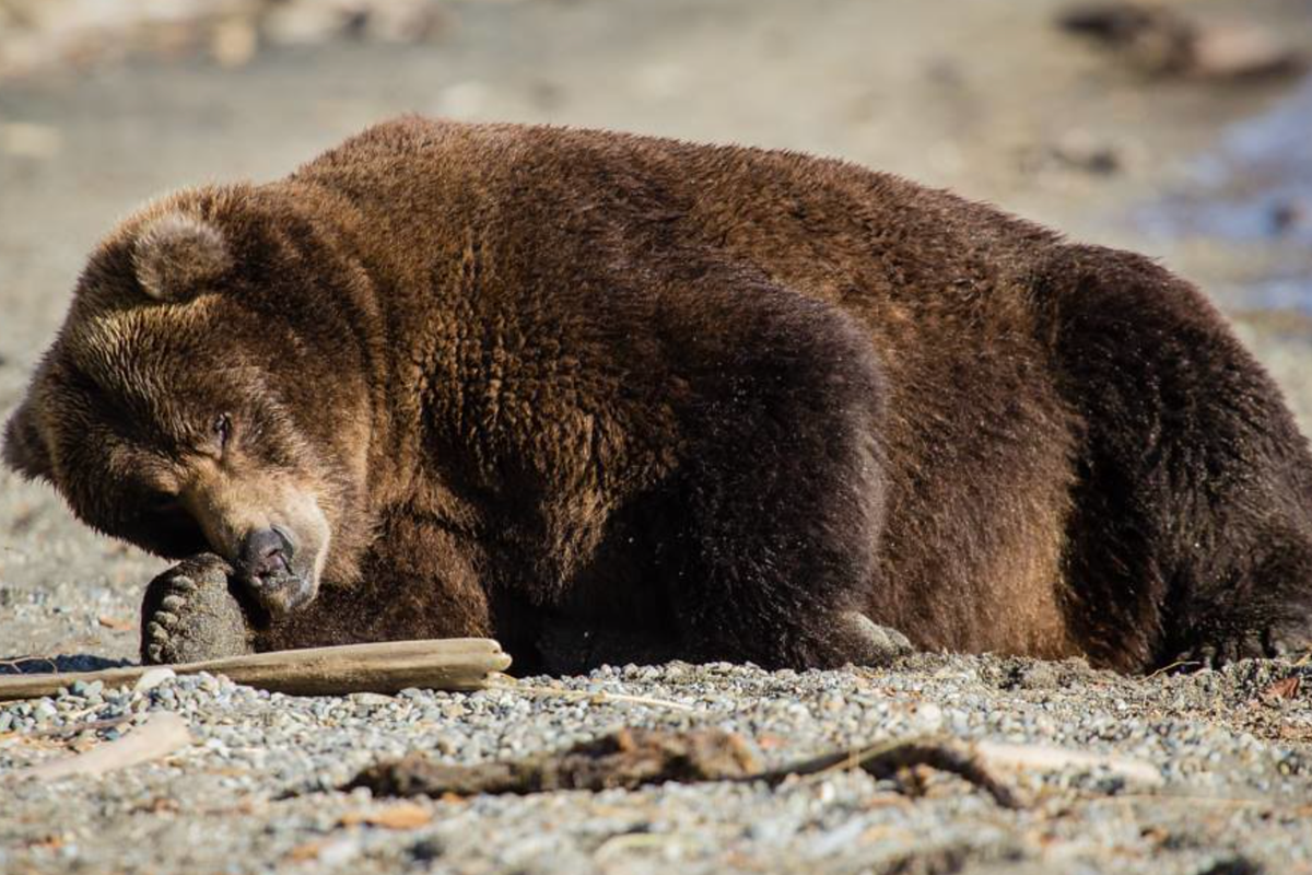 Fat Bear Week competition set to return this month - The Independent