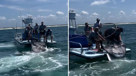 Footage of giant manta ray captured in Florida in July sparks outrage – video