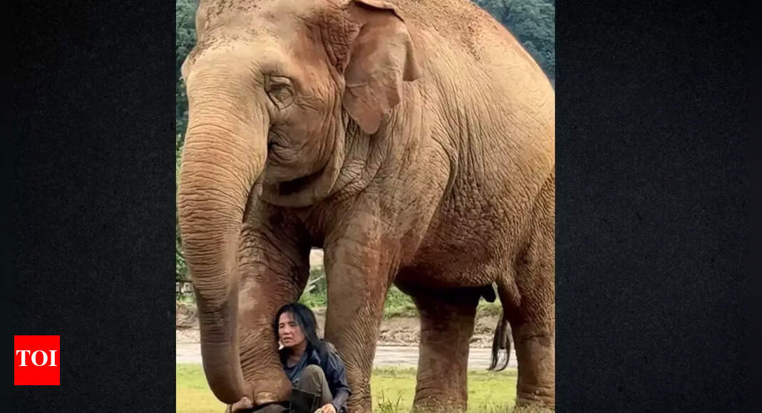Viral video of elephant and caretaker highlights deep animal emotions