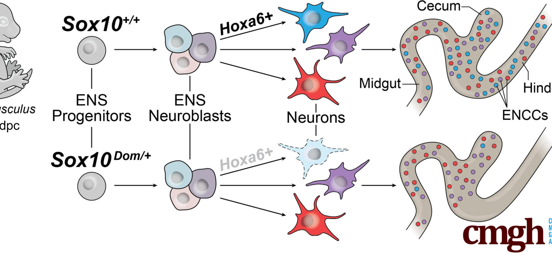 Researchers uncover critical genetic drivers of the gut's 'nervous system' development