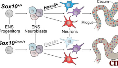 Researchers uncover critical genetic drivers of the gut's 'nervous system' development