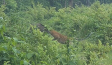 Wild boar chases leopard away, IFS officer shares dramatic clip. Watch